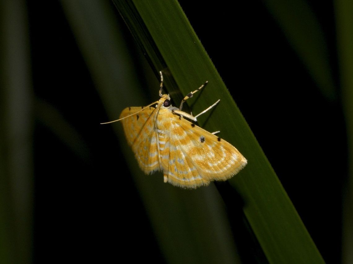 Grass Moth  Geotagged,Grass Moth,Moth,Notarcha aurolinealis,Singharaja,Sri Lanka,Winter