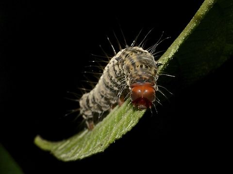 Caterpillar  Caterpillar,Geotagged,Singharaja,Sri Lanka,Winter