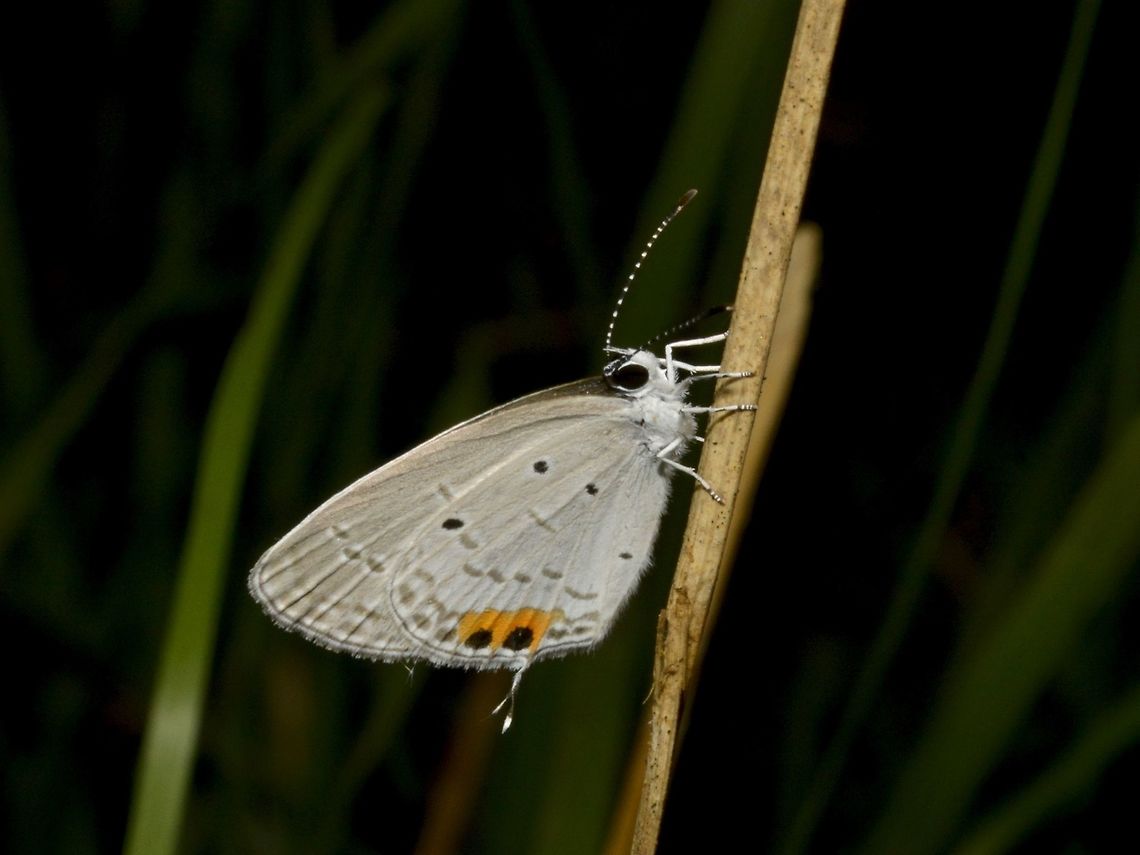 Indian Cupid - Everes lacturnus  Butterfly,Everes lacturnus,Geotagged,Indian Cupid,Singharaja,Sri Lanka,Winter