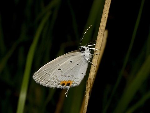 Indian Cupid - Everes lacturnus  Butterfly,Everes lacturnus,Geotagged,Indian Cupid,Singharaja,Sri Lanka,Winter