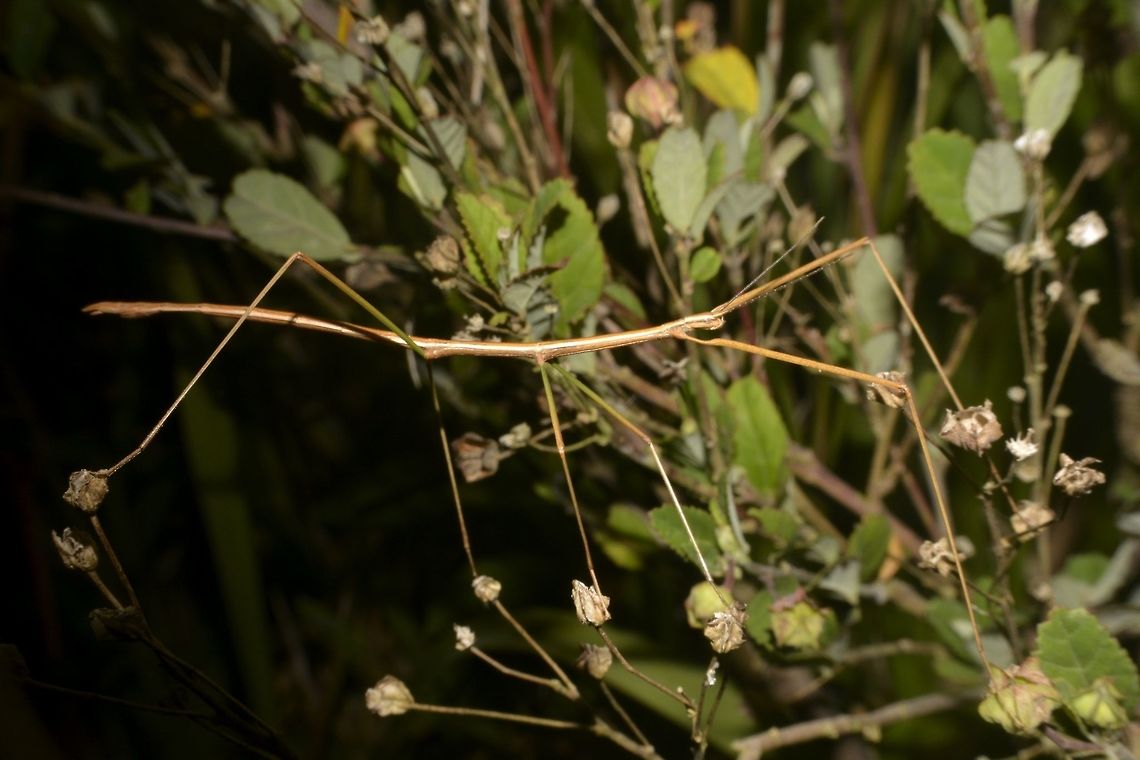 Stick Insect, Phasmid This is still a nymph of a Phasmid, not familiar of what genus or species.<br />
Typical Stick Insect look, brown, slender/thin body and legs. Geotagged,Phasmid,Singharaja,Sri Lanka,Stick Insect,Winter