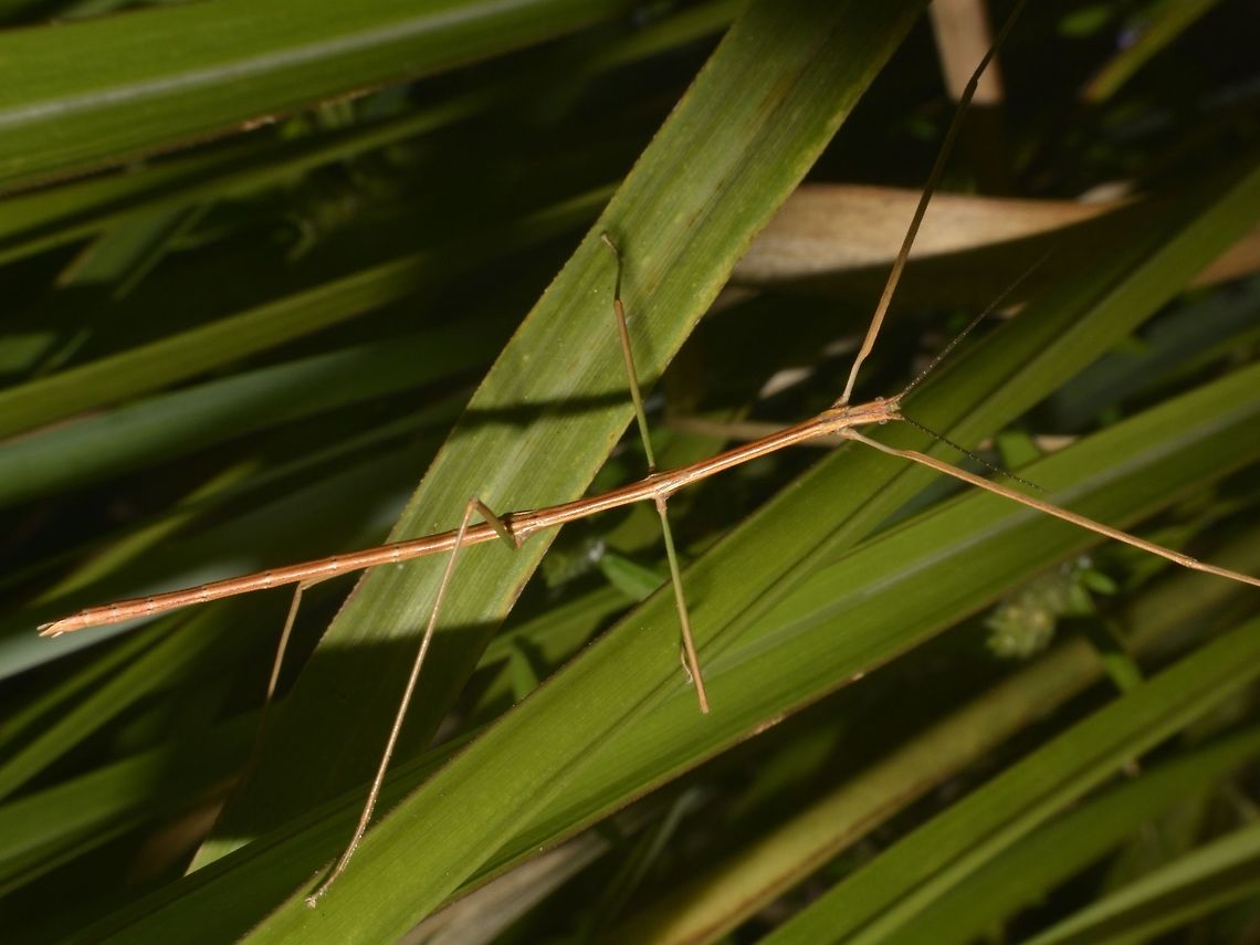 Stick Insect, Phasmid Nymph of a Phasmid, not familiar with the species of genus. Geotagged,Phasmid,Singharaja,Sri Lanka,Stick Insect,Winter
