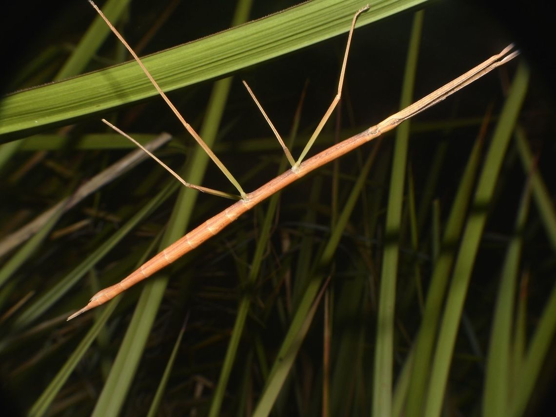 Stick Insect, Phasmid Female Phasmid Geotagged,Phasmid,Singharaja,Sri Lanka,Stick Insect,Winter
