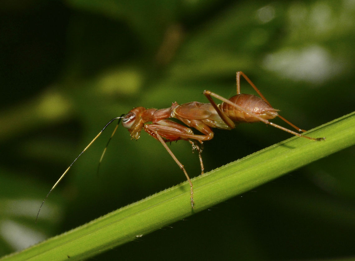 Ant-Mimic Mantis This was a very small Praying Mantis, around 2cm in size, looks like a sub-adult, based on the wing-bags.<br />
It looks like it is mimicking ants.<br />
<br />
This one is brown in colour, another similar Spotting in black variation can be seen here :<br />
<br />
<figure class="photo"><a href="https://www.jungledragon.com/image/45866/ant_mimic_mantis.html" title="Ant Mimic Mantis"><img src="https://s3.amazonaws.com/media.jungledragon.com/images/2994/45866_thumb.jpg?AWSAccessKeyId=05GMT0V3GWVNE7GGM1R2&Expires=1759968010&Signature=D%2BYSfDbjjXRv9OsTWaOL0hpAaHc%3D" width="200" height="152" alt="Ant Mimic Mantis This was a very small Praying Mantis, around 2cm in size<br />
It looks like it is mimicking ants.<br />
<br />
This one is black in colour, another similar Spotting in brown variation can be seen here :<br />
<br />
https://www.jungledragon.com/image/45863/ant-mimic_mantis.html Geotagged,Praying Mantis,Singharaja,Sri Lanka,Winter,mimicry" /></a></figure><br />
 Geotagged,Praying Mantis,Singharaja,Sri Lanka,Winter,mimicry