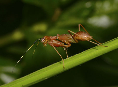 Ant-Mimic Mantis This was a very small Praying Mantis, around 2cm in size, looks like a sub-adult, based on the wing-bags.
It looks like it is mimicking ants.

This one is brown in colour, another similar Spotting in black variation can be seen here :

https://www.jungledragon.com/image/45866/ant_mimic_mantis.html
 Geotagged,Praying Mantis,Singharaja,Sri Lanka,Winter,mimicry