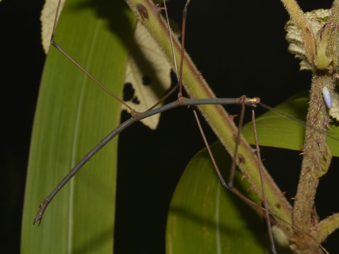 Stick Insect, Phasmid This is a Phasmid, possibly from the genus Ramulus or Cuniculina. Geotagged,Phasmid,Singharaja,Sri Lanka,Stick Insect,Winter
