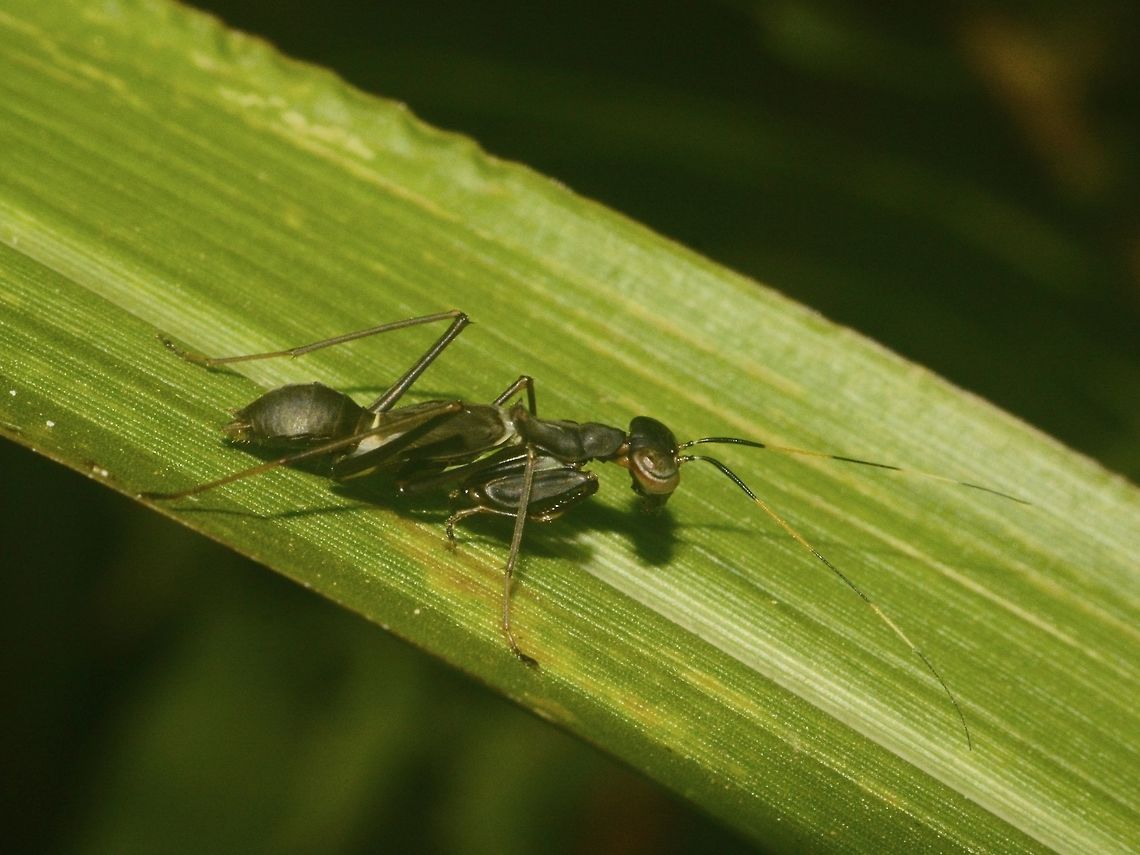 Ant Mimic Mantis This was a very small Praying Mantis, around 2cm in size<br />
It looks like it is mimicking ants.<br />
<br />
This one is black in colour, another similar Spotting in brown variation can be seen here :<br />
<br />
<figure class="photo"><a href="https://www.jungledragon.com/image/45863/ant-mimic_mantis.html" title="Ant-Mimic Mantis"><img src="https://s3.amazonaws.com/media.jungledragon.com/images/2994/45863_thumb.jpg?AWSAccessKeyId=05GMT0V3GWVNE7GGM1R2&Expires=1769040010&Signature=I3k95SD2CU1JF1%2BpPE%2FjDPcrdqw%3D" width="200" height="148" alt="Ant-Mimic Mantis This was a very small Praying Mantis, around 2cm in size, looks like a sub-adult, based on the wing-bags.<br />
It looks like it is mimicking ants.<br />
<br />
This one is brown in colour, another similar Spotting in black variation can be seen here :<br />
<br />
https://www.jungledragon.com/image/45866/ant_mimic_mantis.html<br />
 Geotagged,Praying Mantis,Singharaja,Sri Lanka,Winter,mimicry" /></a></figure> Geotagged,Praying Mantis,Singharaja,Sri Lanka,Winter,mimicry