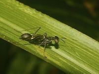 Ant Mimic Mantis This was a very small Praying Mantis, around 2cm in size<br />
It looks like it is mimicking ants.<br />
<br />
This one is black in colour, another similar Spotting in brown variation can be seen here :<br />
<br />
https://www.jungledragon.com/image/45863/ant-mimic_mantis.html Geotagged,Praying Mantis,Singharaja,Sri Lanka,Winter,mimicry