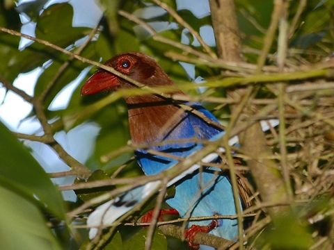 Sri Lanka Blue Magpie/Ceylong Magpie This is half of a pair of Sri Lanka Blue Magpie - Urocissa ornata that was nesting. Geotagged,Singharaja,Sri Lanka,Sri Lanka blue magpie,Urocissa ornata,Winter
