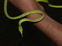 Green Vine Snake - Ahaetulla nasuta The green vine snake (Ahaetulla nasuta), is a slender green tree snake found in India, Sri Lanka, Bangladesh, Burma, Thailand, Cambodia and Vietnam. The green vine snake is diurnal and mildly venomous. The reptile normally feeds on frogs and lizards using its binocular vision to hunt. They are slow moving, relying on camouflaging as a vine in foliage. The snake expands its body when disturbed to show a black and white scale marking. Also, they may open their mouth in threat display and point their head in the direction of the perceived threat. There is a widespread myth in parts of southern India that the species uses its pointed head to blind its human victims. The species is viviparous, giving birth to young that grow within the body of the mother, enclosed within the egg membrane. They may be capable of delayed fertilization (parthenogenesis is rare but not unknown in snakes) as a female in the London zoo kept in isolation from August, 1885 gave birth in August, 1888. The venom is mild and causes swelling. <br />
<br />
Although this Snake is mildly venomous, the guide told me it is not and quickly grab the Snake to show to me the Snake for close-up and even asked me if I want to handle the Snake, which I refused.  Told him, I prefer to just take the pictures :D Ahaetulla nasuta,Geotagged,Green vine snake,Green vine snake or Long-nosed whip snake,Singharaja,Snake,Sri Lanka,Winter