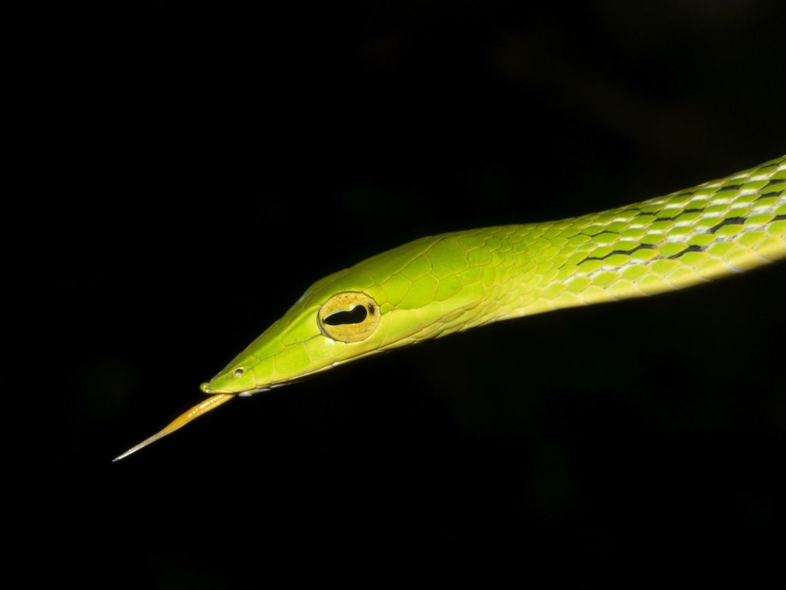 Green Vine Snake Close-up of Green Vine Snake - Ahaetulla nasuta<br />
<br />
Picture of the more complete Snake can be seen here :<br />
<br />
<figure class="photo"><a href="https://www.jungledragon.com/image/45872/green_vine_snake_-_ahaetulla_nasuta.html" title="Green Vine Snake - Ahaetulla nasuta"><img src="https://s3.amazonaws.com/media.jungledragon.com/images/2994/45872_thumb.jpg?AWSAccessKeyId=05GMT0V3GWVNE7GGM1R2&Expires=1759968010&Signature=URRfs7OEQsnzlqiGouPz%2F3LMxWo%3D" width="200" height="150" alt="Green Vine Snake - Ahaetulla nasuta The green vine snake (Ahaetulla nasuta), is a slender green tree snake found in India, Sri Lanka, Bangladesh, Burma, Thailand, Cambodia and Vietnam. The green vine snake is diurnal and mildly venomous. The reptile normally feeds on frogs and lizards using its binocular vision to hunt. They are slow moving, relying on camouflaging as a vine in foliage. The snake expands its body when disturbed to show a black and white scale marking. Also, they may open their mouth in threat display and point their head in the direction of the perceived threat. There is a widespread myth in parts of southern India that the species uses its pointed head to blind its human victims. The species is viviparous, giving birth to young that grow within the body of the mother, enclosed within the egg membrane. They may be capable of delayed fertilization (parthenogenesis is rare but not unknown in snakes) as a female in the London zoo kept in isolation from August, 1885 gave birth in August, 1888. The venom is mild and causes swelling. <br />
<br />
Although this Snake is mildly venomous, the guide told me it is not and quickly grab the Snake to show to me the Snake for close-up and even asked me if I want to handle the Snake, which I refused.  Told him, I prefer to just take the pictures :D Ahaetulla nasuta,Geotagged,Green vine snake,Green vine snake or Long-nosed whip snake,Singharaja,Snake,Sri Lanka,Winter" /></a></figure><br />
 Ahaetulla nasuta,Geotagged,Green vine snake or Long-nosed whip snake,Singharaja,Snake,Sri Lanka,Winter