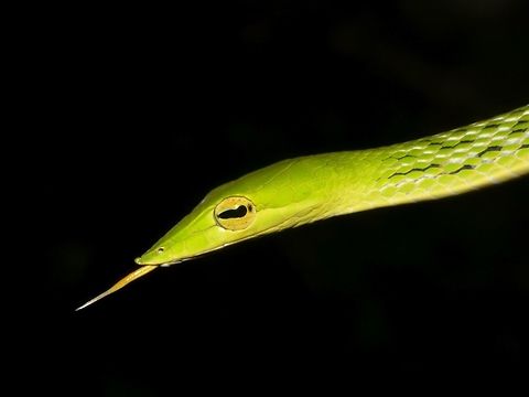 Green Vine Snake Close-up of Green Vine Snake - Ahaetulla nasuta

Picture of the more complete Snake can be seen here :

https://www.jungledragon.com/image/45872/green_vine_snake_-_ahaetulla_nasutus.html
 Ahaetulla nasuta,Geotagged,Green vine snake or Long-nosed whip snake,Singharaja,Snake,Sri Lanka,Winter