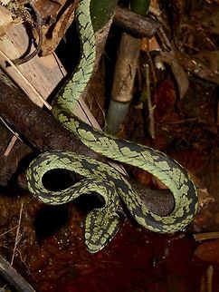 Sri Lankan pit viper
