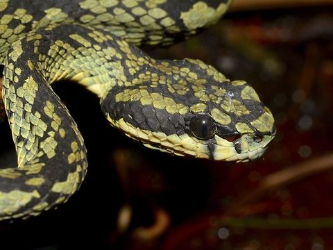 Green & Black Beauty Close-up of Male Green Pit Viper - Trimeresurus trigonocephalus.
Had wanted to get more close-up of this beautiful Viper, but the Guide reminded me not to get too close as it is venomous.

Picture of the more complete Snake can be seen here :

https://www.jungledragon.com/image/45874/green_pit_viper_-_male.html Geotagged,Green Pit Viper,Pit Viper,Singharaja,Snake,Sri Lanka,Trimeresurus trigonocephalus,Winter