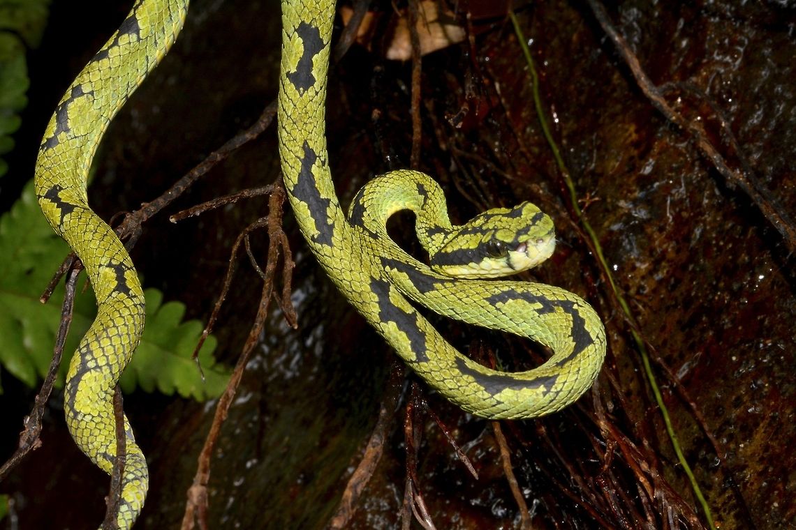Green Pit Viper - Female Female Green Pit Viper - Trimeresurus trigonocephalus.<br />
They are endemic to Sri Lanka.<br />
<br />
Picture of the Male can be seen here :<br />
<br />
<figure class="photo"><a href="https://www.jungledragon.com/image/45874/green_pit_viper_-_male.html" title="Green Pit Viper - Male"><img src="https://s3.amazonaws.com/media.jungledragon.com/images/2994/45874_thumb.jpg?AWSAccessKeyId=05GMT0V3GWVNE7GGM1R2&Expires=1763596810&Signature=AcVnP1K%2Fz3fSmk%2FWDhzQ98t5cN0%3D" width="116" height="152" alt="Green Pit Viper - Male Male of Green Pit Viper - Trimeresurus trigonocephalus.<br />
<br />
Female of Green Pit Viper can be seen here :<br />
<br />
https://www.jungledragon.com/image/45876/green_pit_viper_-_female.html<br />
<br />
 Geotagged,Green Pit Viper,Pit Viper,Singharaja,Snake,Sri Lanka,Trimeresurus trigonocephalus,Winter" /></a></figure><br />
<br />
 Geotagged,Sri Lanka,Trimeresurus trigonocephalus,Winter
