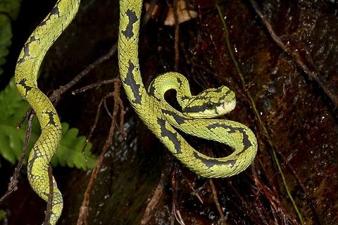 Green Pit Viper - Female Female Green Pit Viper - Trimeresurus trigonocephalus.
They are endemic to Sri Lanka.

Picture of the Male can be seen here :

https://www.jungledragon.com/image/45874/green_pit_viper_-_male.html

 Geotagged,Sri Lanka,Trimeresurus trigonocephalus,Winter