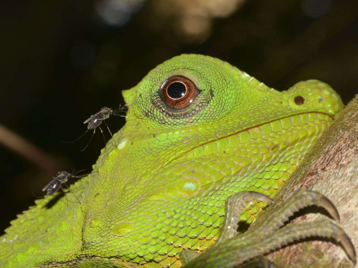 Serving Dinner to Mosquitoes! This Hump-Nosed Lizard was dinner for 2 mosquitoes! Geotagged,Hump-Nosed Lizard,Lizard,Lyriocephalus,Lyriocephalus scutatus,Singharaja,Sri Lanka,Winter