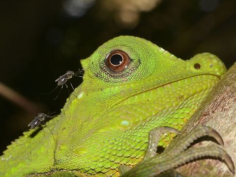 Serving Dinner to Mosquitoes! This Hump-Nosed Lizard was dinner for 2 mosquitoes! Geotagged,Hump-Nosed Lizard,Lizard,Lyriocephalus,Lyriocephalus scutatus,Singharaja,Sri Lanka,Winter