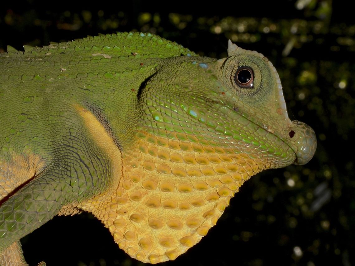 Check-out my Dewlap This was the second Hump-Nosed Lizard - Lyriochephalus scutatus I saw at Singharaja Rainforest and it was at a low branch that I was able to get close up to.  Not sure if this one was attracted to the guide or me as it was constantly showing its dewlap, which is the loose yellow skin hanging below its neck. Geotagged,Hump-Nosed Lizard,Lizard,Lyriocephalus,Lyriocephalus scutatus,Singharaja,Sri Lanka,Winter