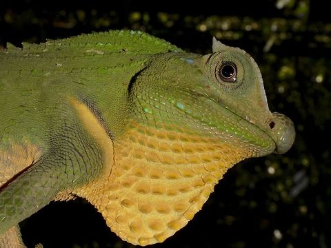 Check-out my Dewlap This was the second Hump-Nosed Lizard - Lyriochephalus scutatus I saw at Singharaja Rainforest and it was at a low branch that I was able to get close up to.  Not sure if this one was attracted to the guide or me as it was constantly showing its dewlap, which is the loose yellow skin hanging below its neck. Geotagged,Hump-Nosed Lizard,Lizard,Lyriocephalus,Lyriocephalus scutatus,Singharaja,Sri Lanka,Winter