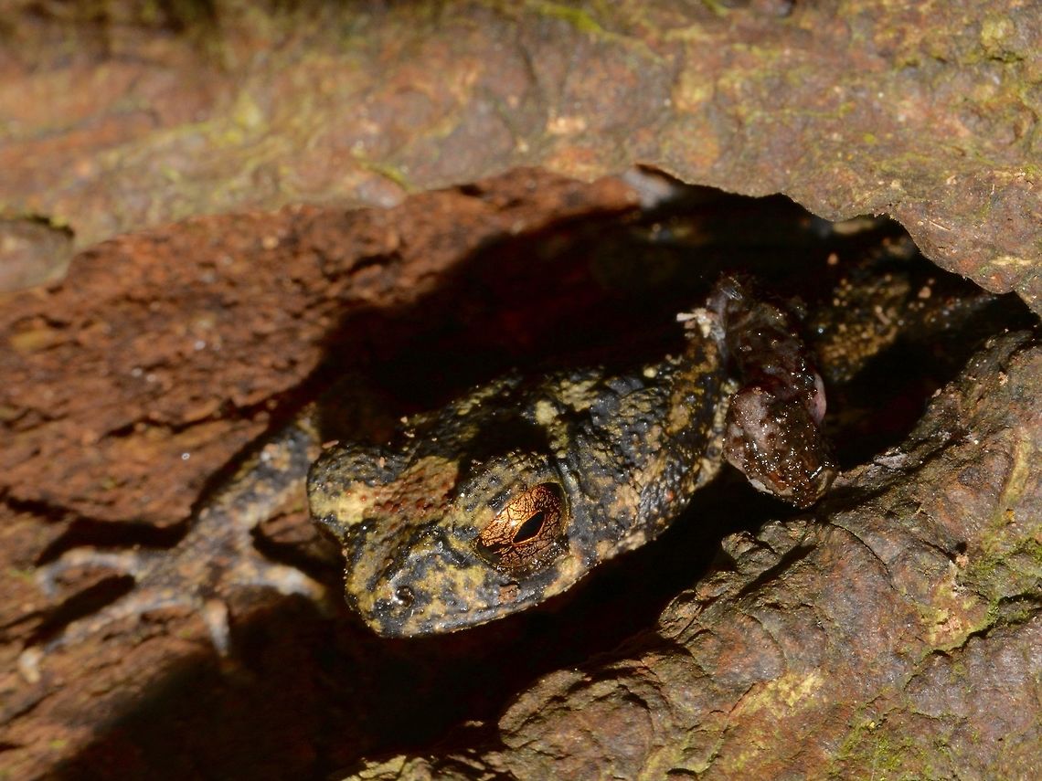 Frog This Frog was found in the crevices of a tree trunk which also collected some rain water. Frog,Geotagged,Singharaja,Sri Lanka,Winter