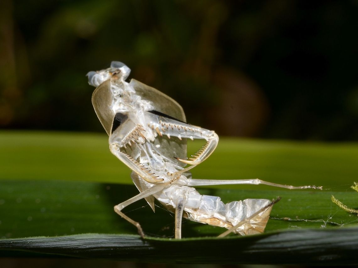 Perfect Old Skin Old skin of a Praying Mantis, probably a Dead Leaf Mantis in consideration of the 'flap' like appendage between its head and front legs. Geotagged,Praying Mantis,Singharaja,Sri Lanka,Winter