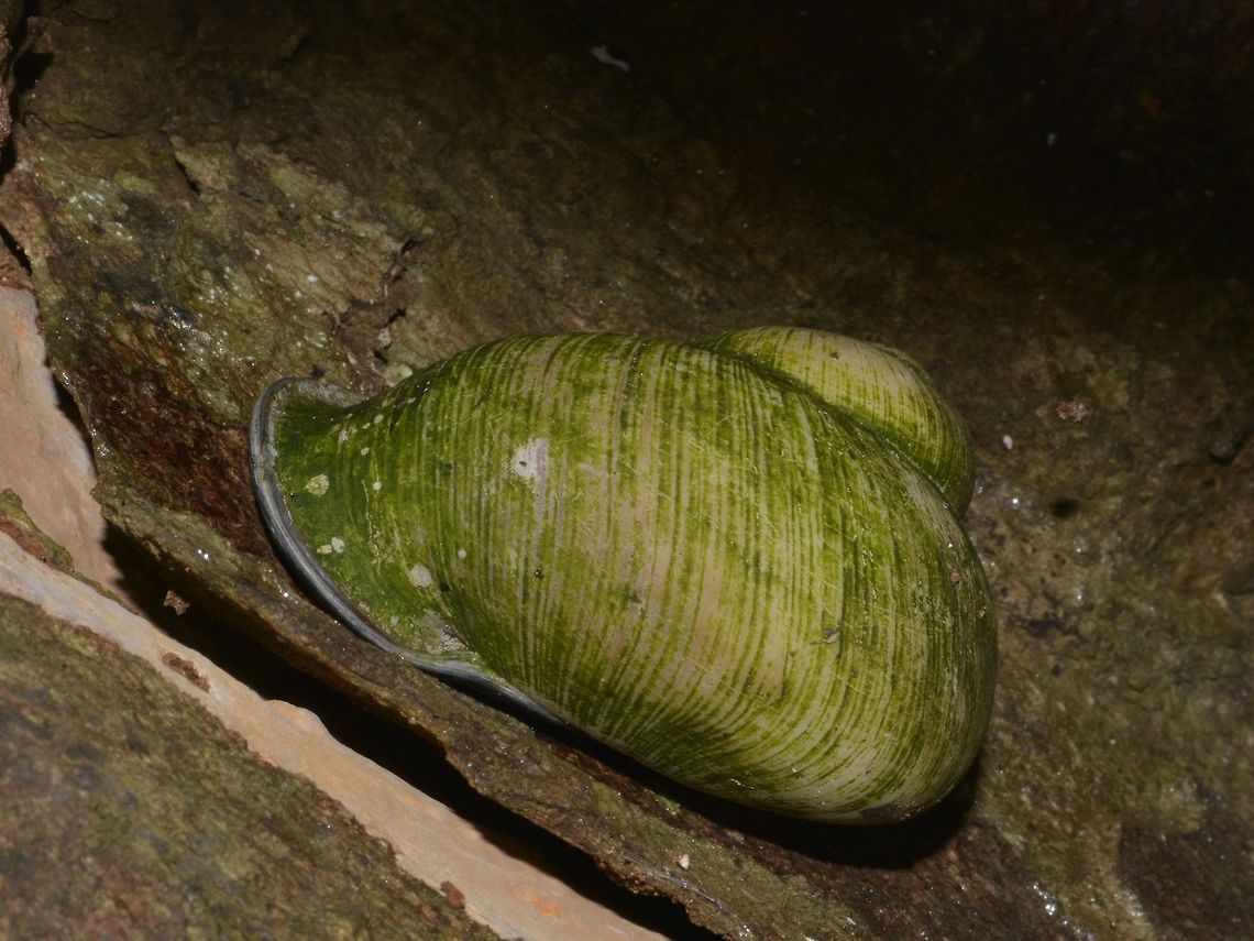 Snail  Geotagged,Singharaja,Snail,Sri Lanka,Winter