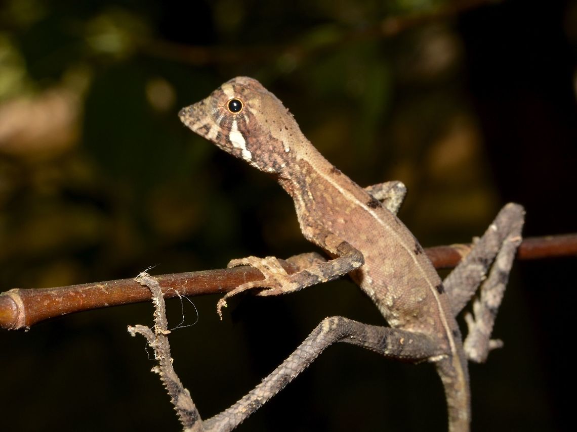 Gymnast This Sri Lankan Kangaroo Lizard - Otocryptis wiegmanni is endemic to Sri Lanka.<br />
Quite a common Lizard, saw lots of them, but they are always skittish, spurting away quickly if you approached too close, but eventually saw this one that was to pose nicely. Geotagged,Lizard,Otocryptis weigmannii,Singharaja,Sri Lanka,Sri Lankan Kangaroo Lizard,Winter