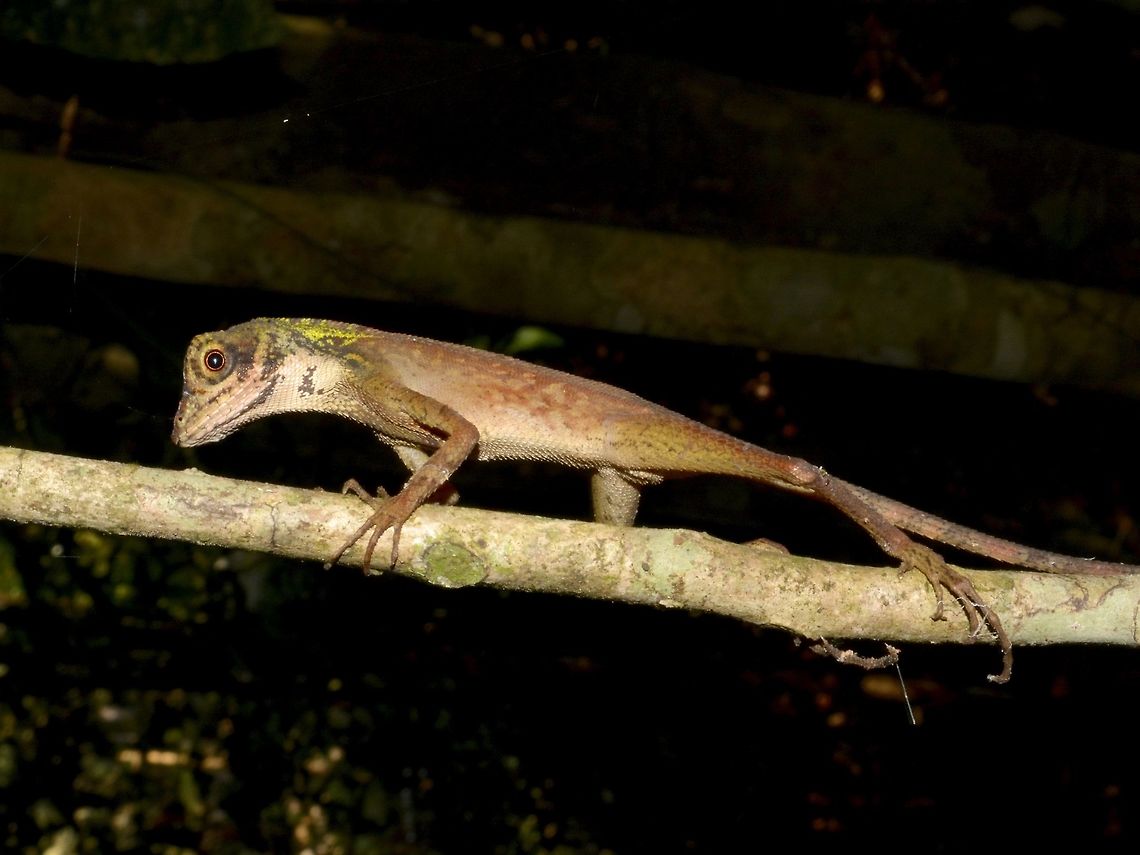 Changing colours This Sri Lankan Kangaroo Lizard - Otocryptis wiegmanni was moving around a bit and it was starting to change its colours from all brown to a bit of green. Geotagged,Lizard,Otocryptis weigmannii,Singharaja,Sri Lanka,Sri Lankan Kangaroo Lizard,Winter