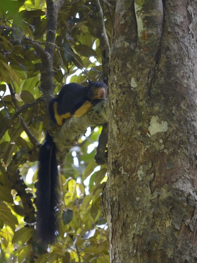 Grizzled Giant Squirrel - Ratufa macroura  Geotagged,Giant Squirrel,Grizzled giant squirrel,Ratufa macroura,Singharaja,Squirrel,Sri Lanka,Winter