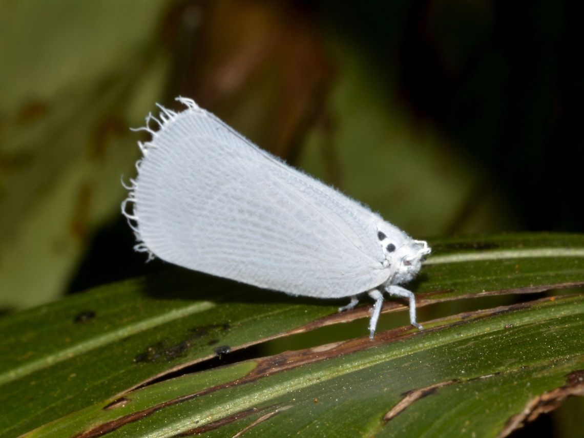 Plant Hopper - Flatidae  Adelidoria glauca,Flatidae,Geotagged,Hopper,Plant Hopper,Singharaja,Sri Lanka,Winter