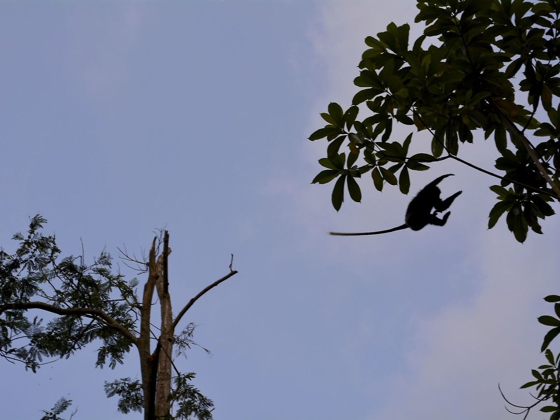 Leaping Purple-Faced Langur - Trachypithecus vetulus, leaping from tree trop to another tree Geotagged,Monkey,Purple-faced langur,Semnopithecus vetulus,Singharaja,Sri Lanka,Winter