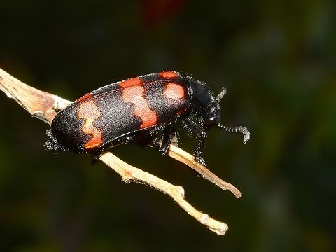 Red on Black Black Beetle with red markings on its back, Blister Beetle - Mylabris pustulata Beetle,Geotagged,Mylabris pustulata,Singharaja,Sri Lanka,Winter