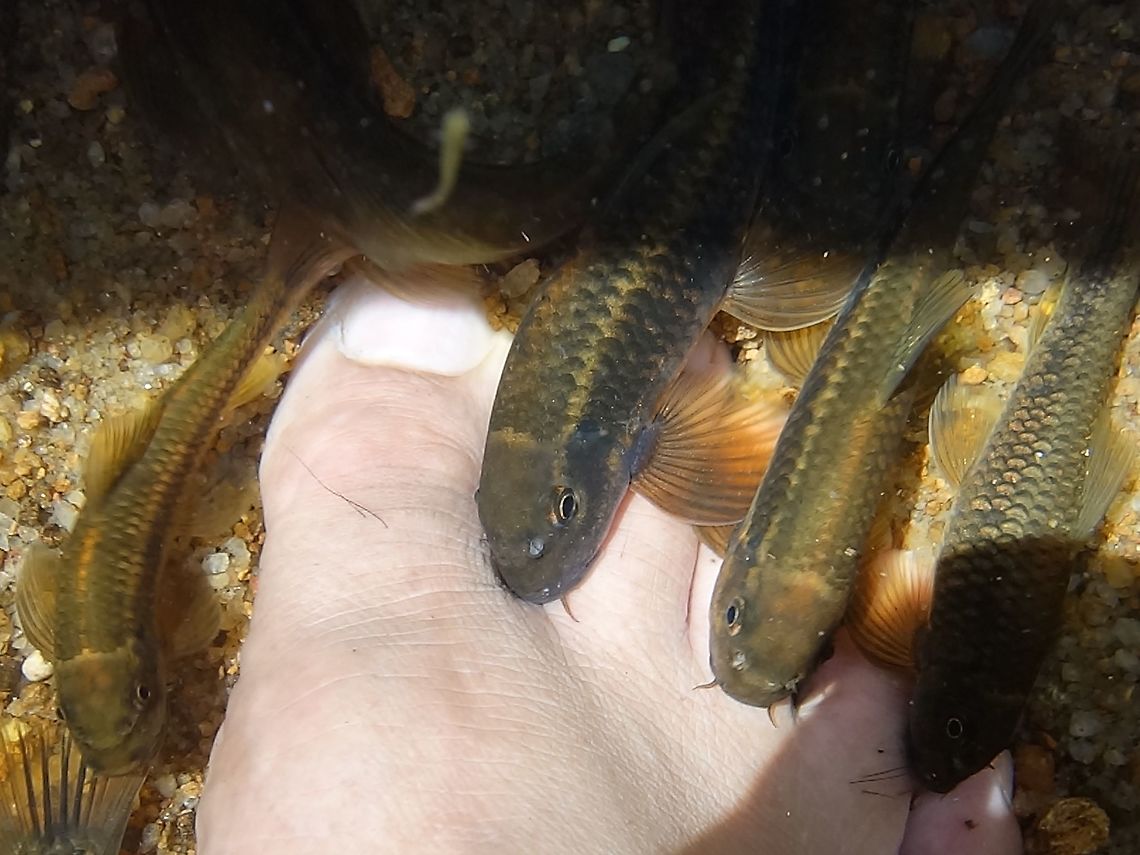 Fish Spa - Ceylon Logsucker/Stone Sucker (Garra ceylonensis) At the beginning of my tour, the guide told me that he will take me to a waterfall and a spa and I just took it in as a joke.  When he reached the waterfall towards the end of the day, he asked that I took off my shoes, which I was reluctant to.  I eventually relented and was surprised how quickly this Stone Sucker fishes came to my feet and started to &#039;nibble&#039; away.  It feels ticklish.  This is similar to the Fish Spa.<br />
<br />
The Ceylon Logsucker or Stone Sucker is a species of ray-finned fish in the genus Garra.  Ceylon logsucker,Fish,Fish Spa,Garra ceylonensis,Geotagged,Singharaja,Sri Lanka,Winter