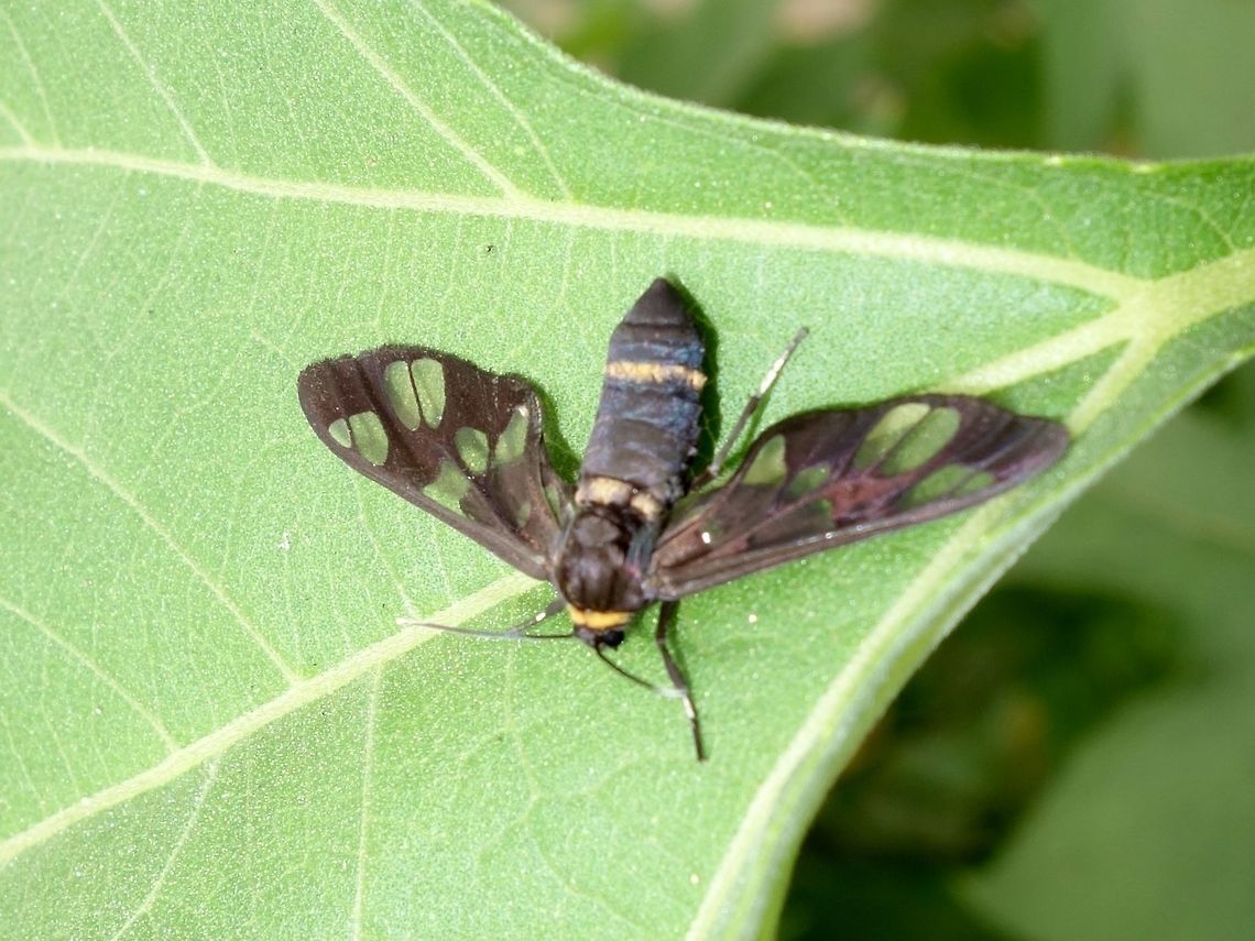Wasp Moth - Amata sp  Amata sp,Geotagged,Moth,Singharaja,Sri Lanka,Wasp Moth,Winter