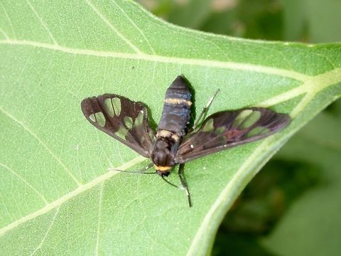 Wasp Moth - Amata sp  Amata sp,Geotagged,Moth,Singharaja,Sri Lanka,Wasp Moth,Winter