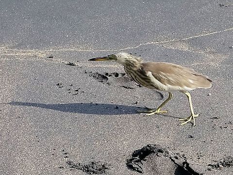 Yellow Bittern - Ixobrychus sinensis Bird hunting at the seashore Bird,Geotagged,Ixobrychus sinensis,Mirissa,Sri Lanka,Winter,Yellow Bittern