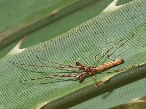 Tetragnatha maxillosa