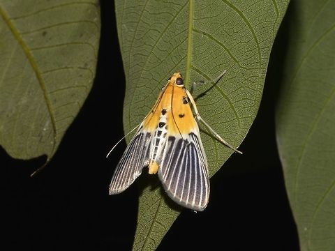 Crambid Moth - Nevrina procopia  Crambid Moth,Geotagged,Moth,Moth Week 2018,Nevrina procopia,Singharaja,Sri Lanka,Winter