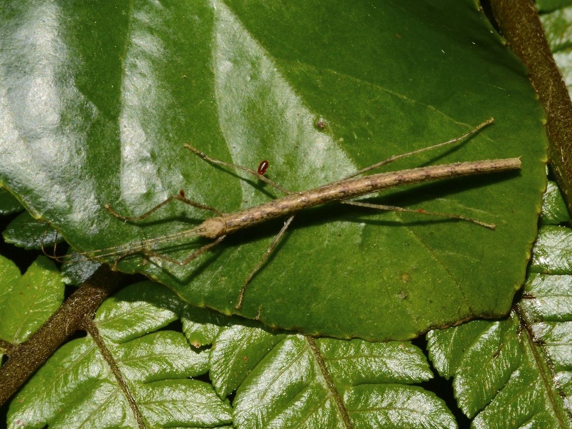 Stick Insect, Phasmid Nymph of Phasmid Geotagged,Phasmid,Singharaja,Sri Lanka,Stick Insect,Winter