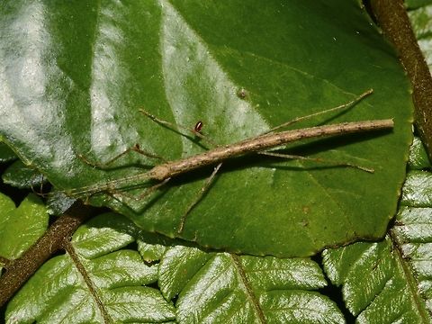 Stick Insect, Phasmid Nymph of Phasmid Geotagged,Phasmid,Singharaja,Sri Lanka,Stick Insect,Winter