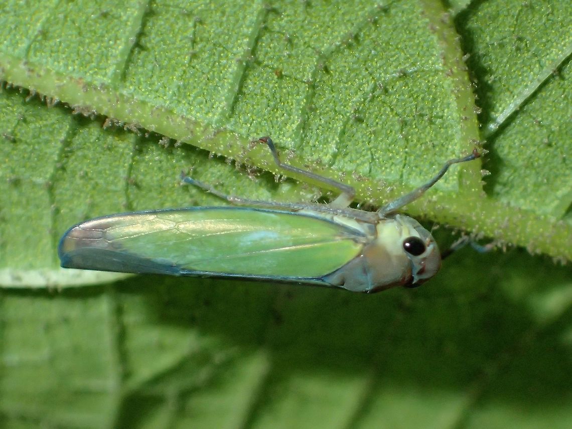 Leafhopper Tiny Leafhopper, less than 1 cm in size.<br />
This Nephotettix virescen are also known as Green Paddy Leafhopper and are considered a pest in the paddy fields. Fall,Geotagged,Green Paddy Leafhopper,Ifugao,Leafhopper,Nephotettix virescen,Philippines