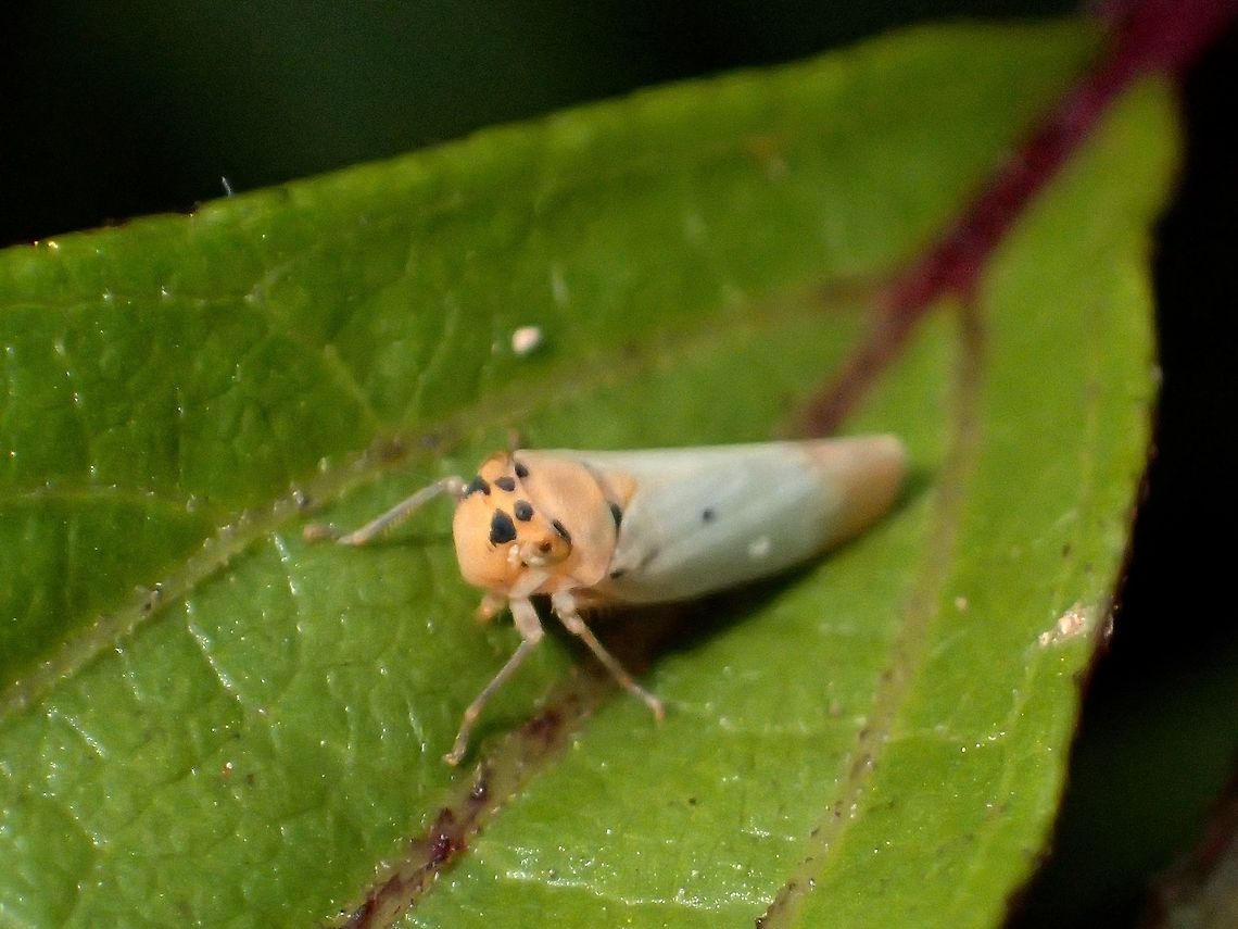 Leafhopper  Bothrogonia addita,Fall,Geotagged,Ifugao,Leafhopper,Philippines