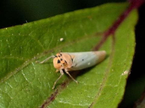 Leafhopper  Bothrogonia addita,Fall,Geotagged,Ifugao,Leafhopper,Philippines