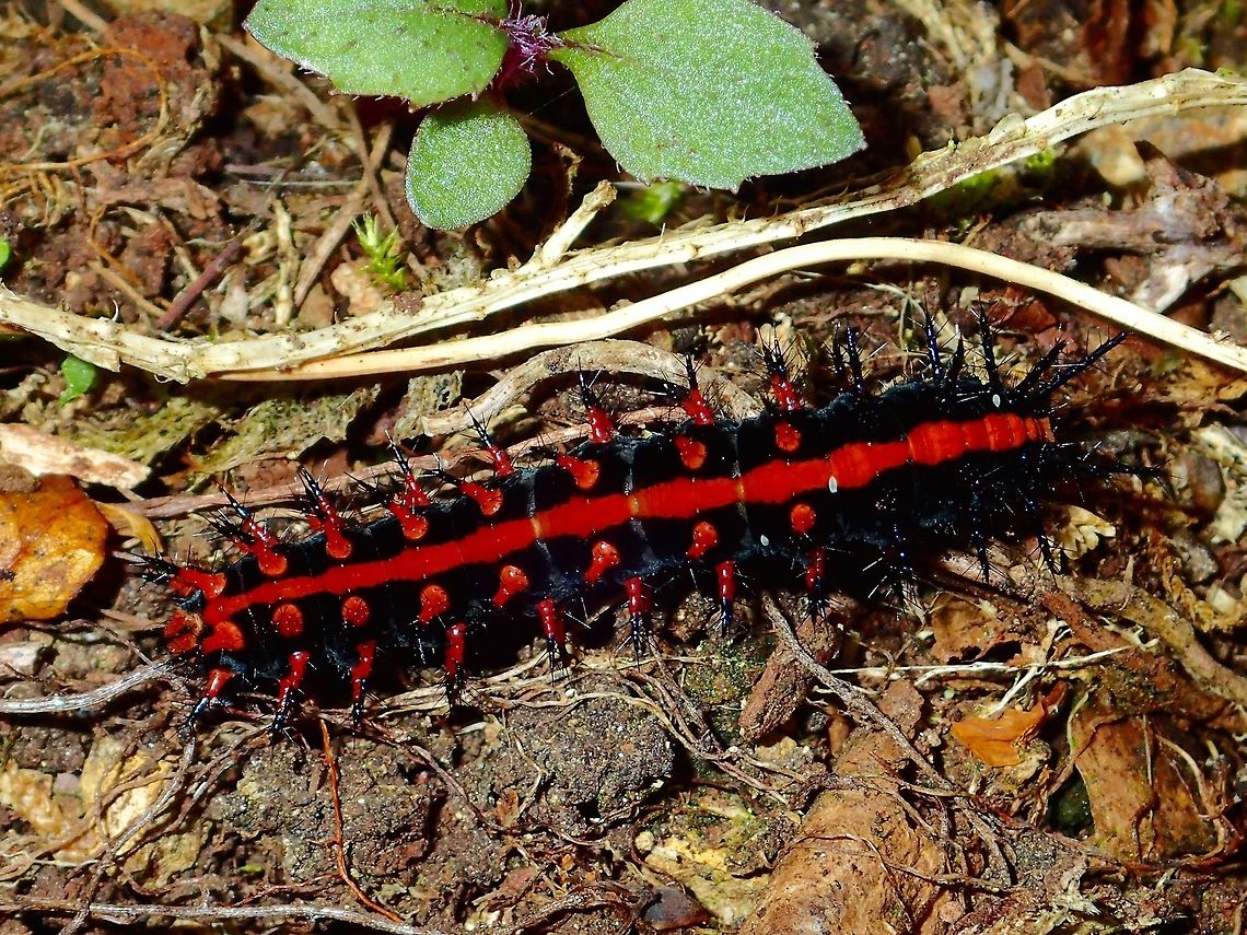Intense Red This black caterpillar has intense red markings, most likely a warning sign!<br />
<br />
Update :<br />
After posting this picture to the Philippines Lepidoptera Group, I managed to get an ID of this Caterpillar and according to the Lepidopterist who specialises in Caterpillars, this is the first documented record of Argynnis (formerly Argyreus) hyperbius larva/Caterpillar. Argynnis hyperbius,Caterpillar,Fall,Geotagged,Ifugao,Indian fritillary,Philippines