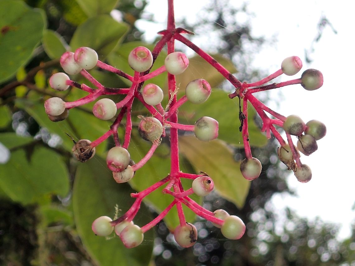 Flower Buds - Medinilla sp This looks like fruits, its from a big tree.<br />
Was told its endemic to Philippines but not sure what kind of tree it is.<br />
<br />
Picture of the tree can be seen here :<br />
<br />
<figure class="photo"><a href="https://www.jungledragon.com/image/45911/tree_-_medinilla_sp.html" title="Tree - Medinilla sp"><img src="https://s3.amazonaws.com/media.jungledragon.com/images/2994/45911_thumb.jpg?AWSAccessKeyId=05GMT0V3GWVNE7GGM1R2&Expires=1770854410&Signature=vve4aPKRBq4B6Si6WH5FKAoxtes%3D" width="114" height="152" alt="Tree - Medinilla sp This is the big tree with the hanging flowers/fruits of previous Spotting :<br />
<br />
https://www.jungledragon.com/image/45910/fruitsflowers.html<br />
 Fall,Flowers,Fruit,Geotagged,Ifugao,Medinilla,Medinilla sp,Philippines,Tree" /></a></figure><br />
 Fall,Flowers,Fruits,Geotagged,Ifugao,Medinilla,Medinilla sp,Philippines,Tree