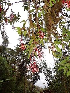 Tree - Medinilla sp This is the big tree with the hanging flowers/fruits of previous Spotting :

https://www.jungledragon.com/image/45910/fruitsflowers.html
 Fall,Flowers,Fruit,Geotagged,Ifugao,Medinilla,Medinilla sp,Philippines,Tree