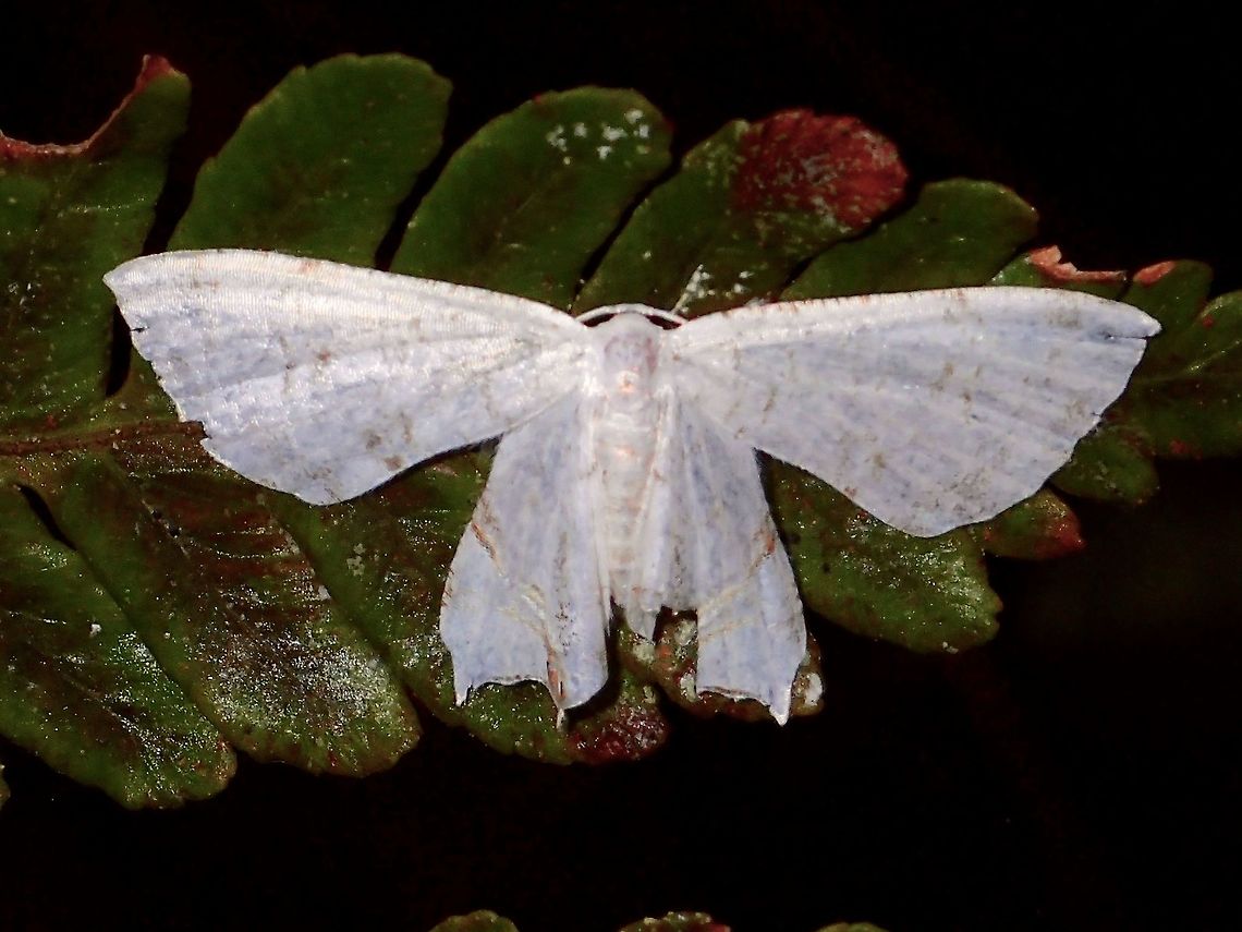 Uraniid Moth Uraniid Moth - Dysaethria sp. Dysaethria sp.,Fall,Geotagged,Ifugao,Moth,Philippines,Uraniid Moth
