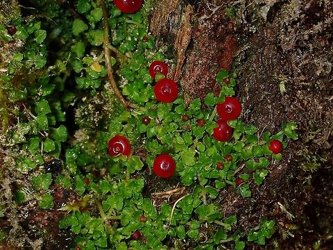 Fruit Plant This plant hugs the trunks and is bearing this red fruits Fall,Fruits,Geotagged,Ifugao,Philippines,Plant
