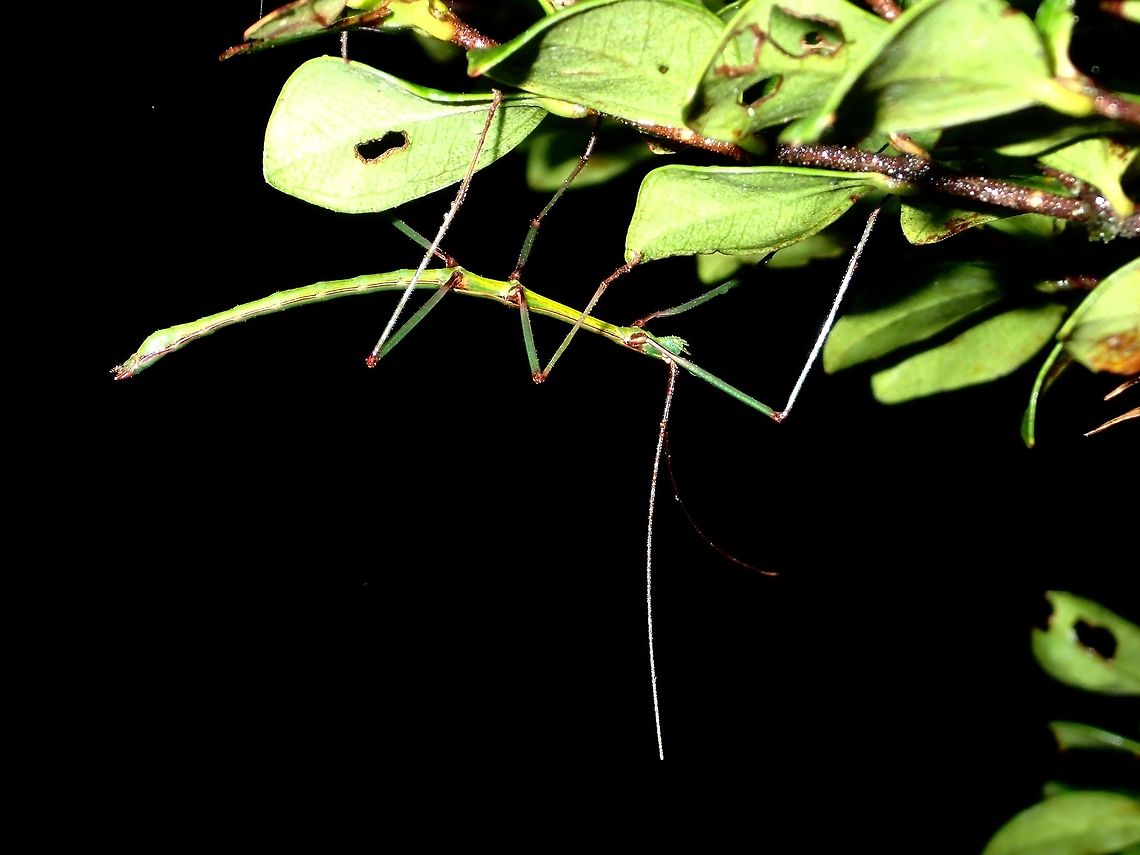 Stick Insect, Phasmid Nymph of Phasmid, unknown species.<br />
Almost all green in colour with red joins on the legs. Fall,Geotagged,Ifugao,Phasmid,Philippines,Stick Insect